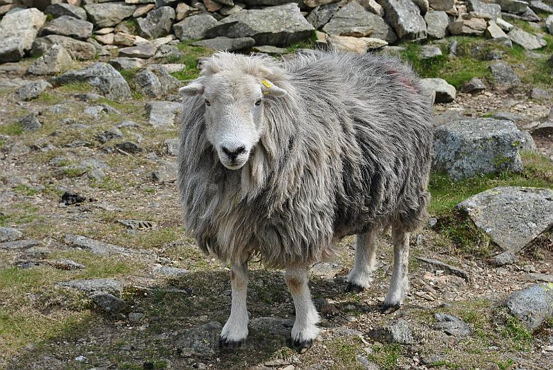 49-Guard.jpg - The Lakeland breed of sheep: Sturdy, short but heavy boned legs and a furry coat