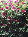 43-Rhododendron