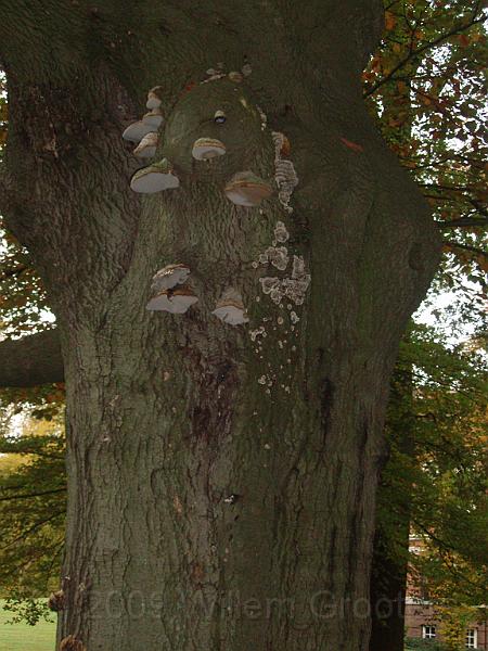 02-Infected.jpg - A beech has been infected by fungi - slowly dying