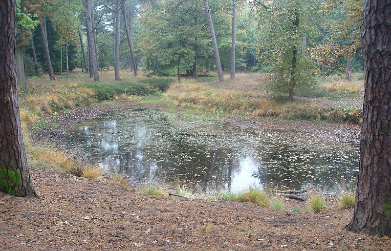 17-Pond.jpg - A pond in the woods - filled by the stream in the background