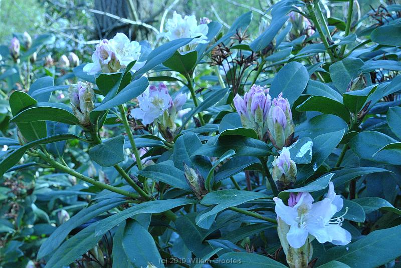 17-Rhododendron.jpg - Another weed: Rhododendrons. This one was in full sun, and therefore started flowering