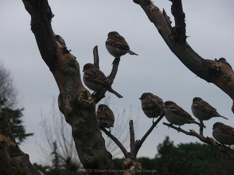 19-Gathering.jpg - Gatering of sparrows