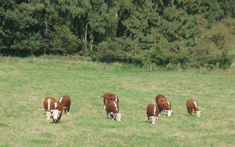 03-CattleHerd.jpg - Other breed of cattle graze on the edge of the park