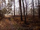 03-Bosweg * Autumn woods * 1984 x 1488 * (632KB)