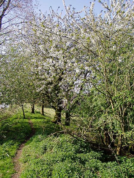 07.jpg - Wild cherry tree in full bloom.