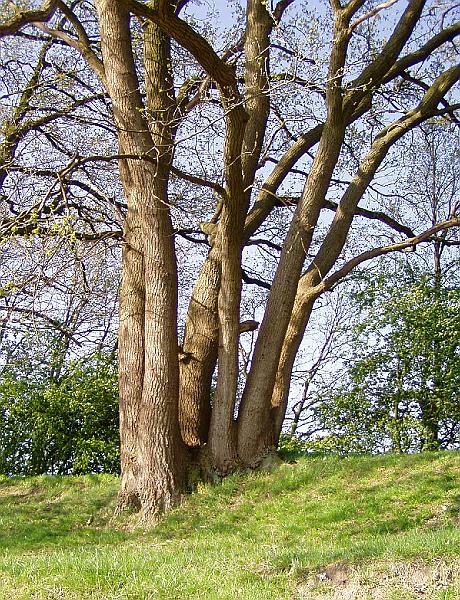 14.jpg - Multi-stem tree on the slope