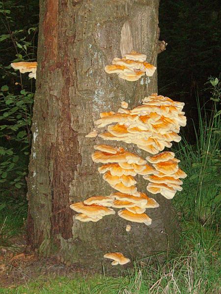 04-Fungus.jpg - Fungi on a dead tree