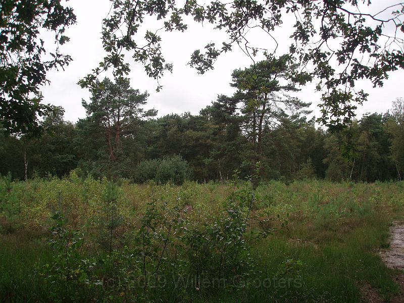 07-WildShrub.jpg - Young trees just planted, forming a new forest - in time.