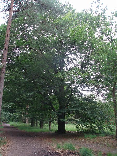 08-KingOfTheWood.jpg - A big tree standinbg clear. Such trees may have once formed the corner of the estate