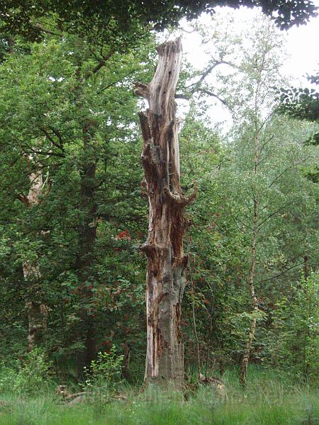 09-Trunk.jpg - Dead trees are left standing - the most dangerous branches cut