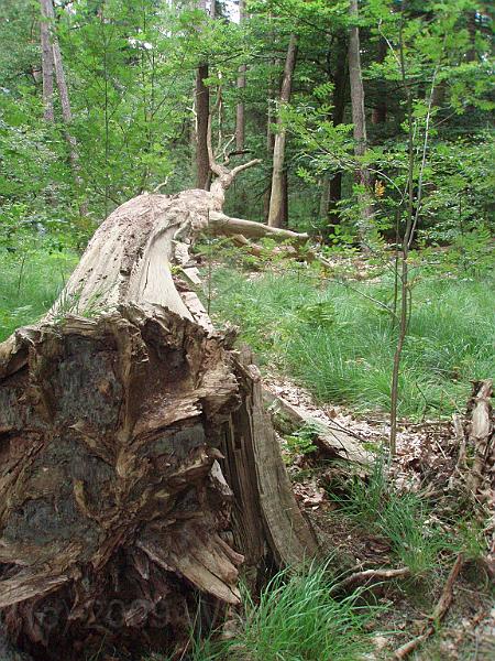 18-Trunk.jpg - Trunks may tumble over if their fundation is rotted away...