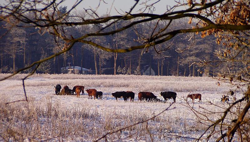 04-Dexter.jpg - Dexter cattle - hardened enough to cope with these tempratures - grazing in the snow