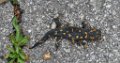 03-Salamander