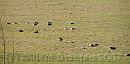08-Geese * Geese sunbathing * 1982 x 980 * (348KB)