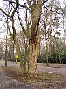 07-Bomen * Two trees in Den Dolder - follow the branches! * 1488 x 1984 * (620KB)