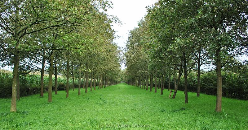 04-SightLine.jpg - ...looking into one of the longest sight lanes in the country - replanted some years ago, given the age of the trees.