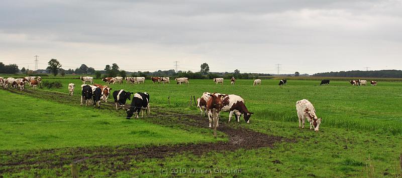 13-CattleOnTheMove.jpg - Cattle on their way to the stables - Further on (to our left) on their track, their path was flooded...