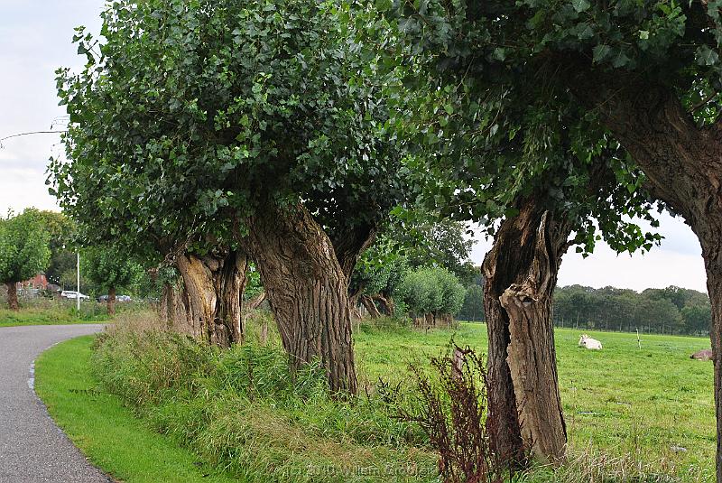 14-PopularTrees.jpg - Populars too can be pollarded. They form the same of trunks as willows.