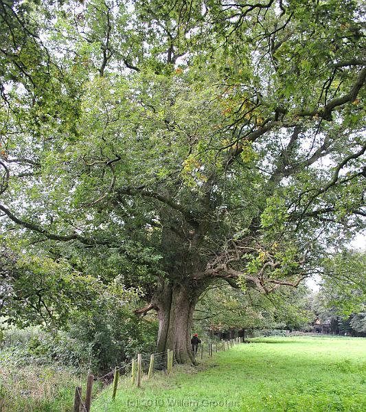 19-DoubleOak.jpg - Uncertain whether is is one tree, or two grewn to form one.