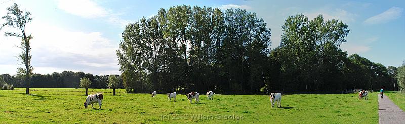 27-FreeRange.jpg - Free range cattle - the path passes their meadow.