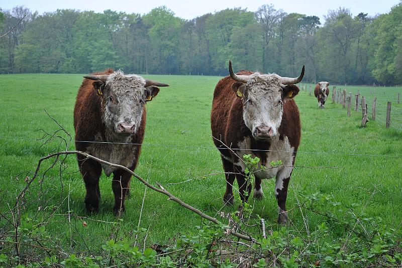 27-Cattle.jpg - Cross-breed cattle: Dutch Reds and Highland?