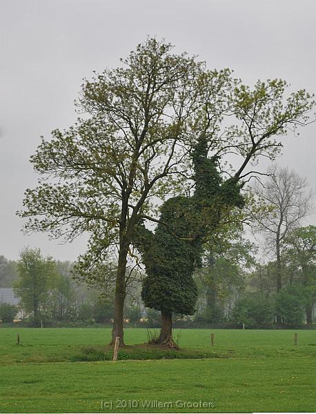 37-Sculptured.jpg - A tree full of ivy - like a sculpture