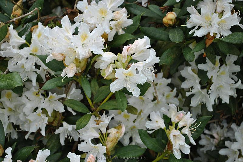 77-Rhododendron.jpg - The rhododendron is in full bloom