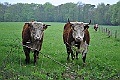 27-Cattle
