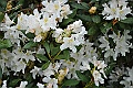 77-Rhododendron