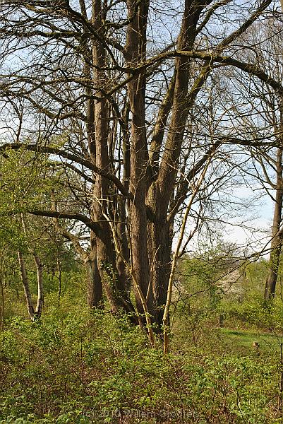 24-Branches.jpg - Another multi-stem tree