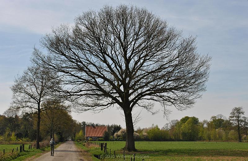 29-LonelyTree.jpg - Freestanding tree - it has room for a full-span crown