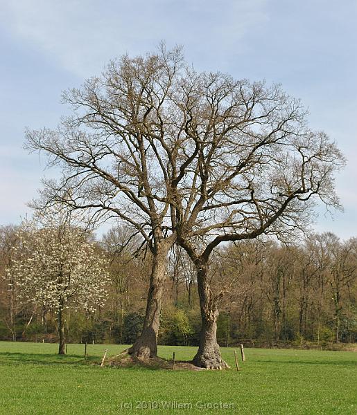 34-Menuet.jpg - looks like they dance a minuet on the boundary - with a tree watching...