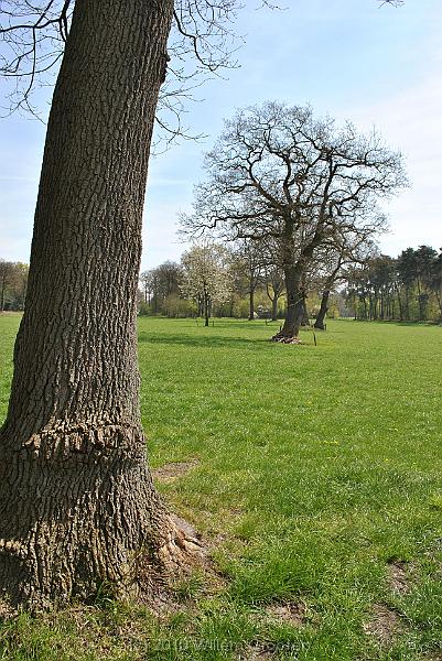 35-OldBoundary.jpg - The line of trees - probably a mark of a boundary of days gone by
