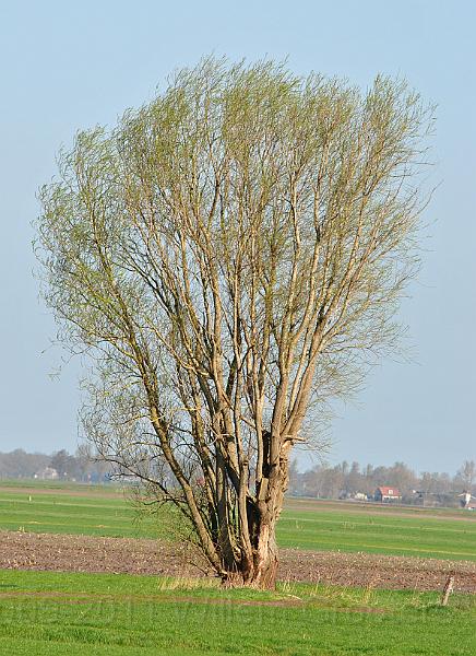 01-Willow.jpg - Free-standing Willowtree