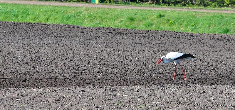 02-Stork.jpg - Storck feeding on newly ploughed land