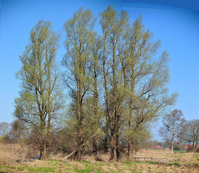 22-Willows.jpg - Most willows stay strong in the wind....