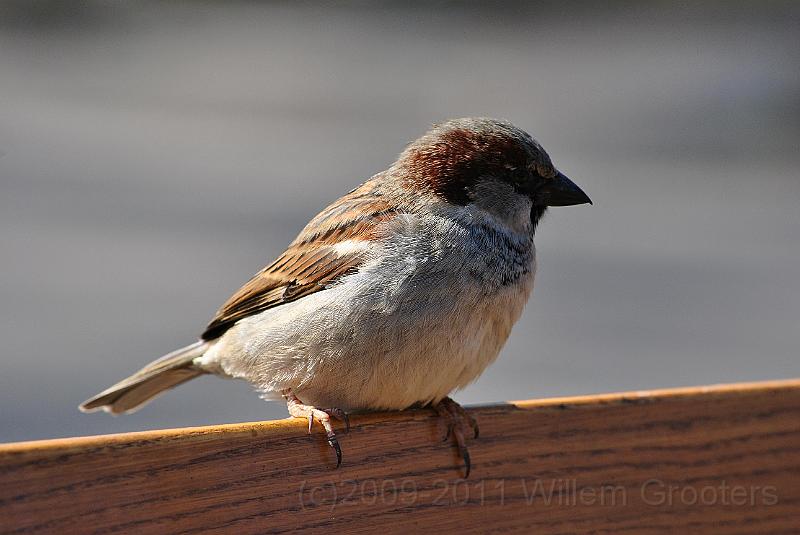 29-Sparrow.jpg - Young male sparrow at the restaurant