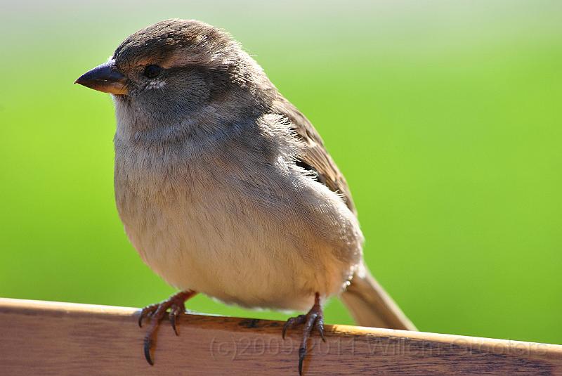 30-Sparrow.jpg - Young female as well. These sparrows came quite close.