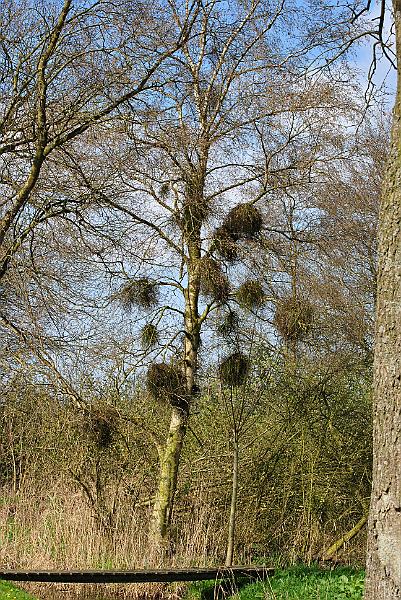 32-Brooms.jpg - Full of brooms - looks like mistletoe but that doesn't grow this much North...
