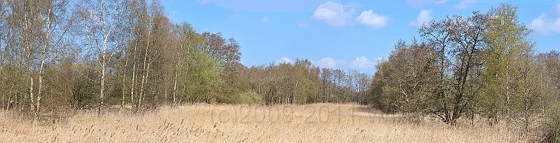 34-Reeds.jpg - Reeds between patches of woodland. Typical for the area
