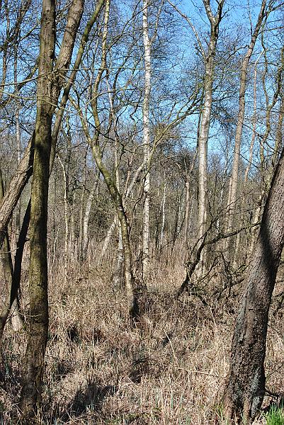 56-PathIntoTheSwamp.jpg - True - not clearly visible, but there is a path leading into the swampy woodland...