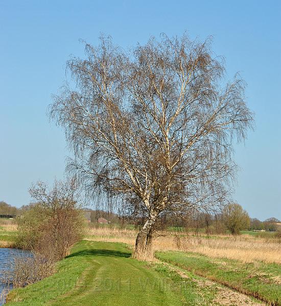71-TwinBirch.jpg - Twin trees on the dyke - on higher grounds...