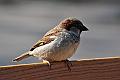 29-Sparrow