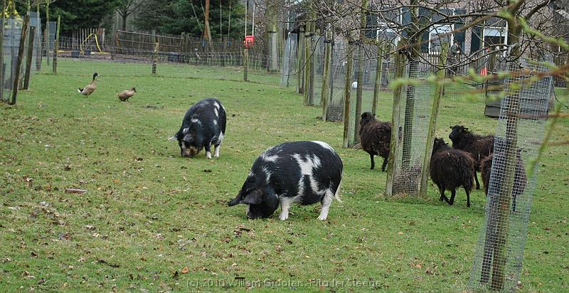 41-FarmAnimals.jpg - Hairy pigs - you don't see them so often...