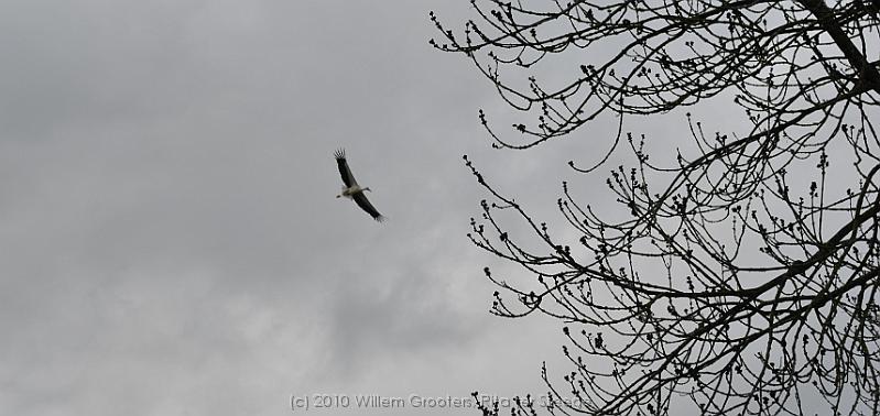 48-Stork.jpg - Storch flying by
