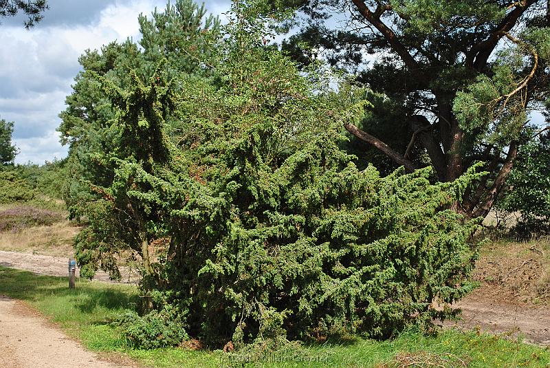 14-Juniperus.jpg - Rare in other parts, this area has many junipers trees, most of them solitary.
