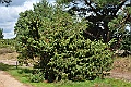 14-Juniperus