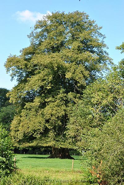 10_AgedTree.jpg - Another tree just grew upward - it's stem thickening year by year. Given it's size, this tree must be centuries old.