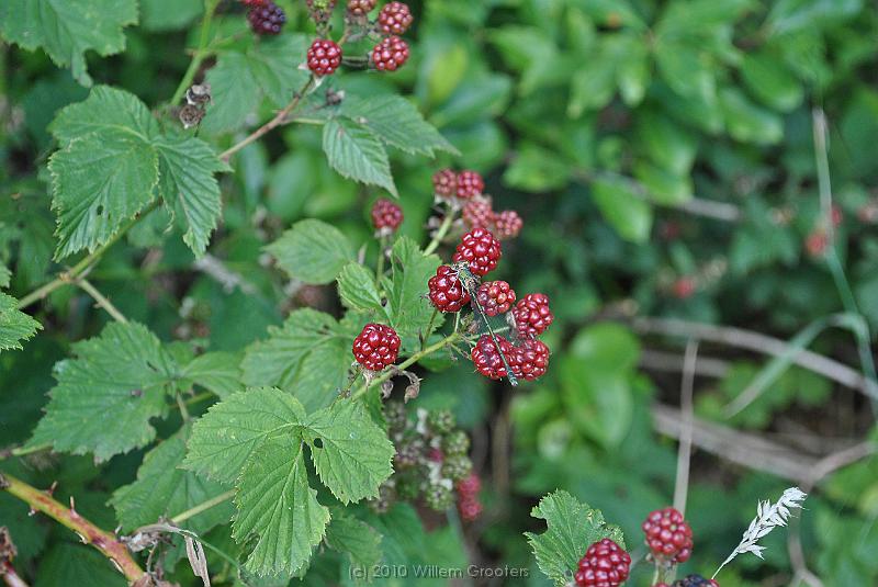 13-NextHarvest.jpg - Ripening blackberries aside this path - promising a rich harvest. We took some that were ready to be picked.