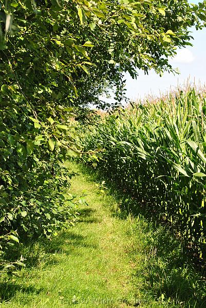 29-BetweenWoodAndCorn.jpg - Our path is squeezed between cornfield and bushes on the river bank.